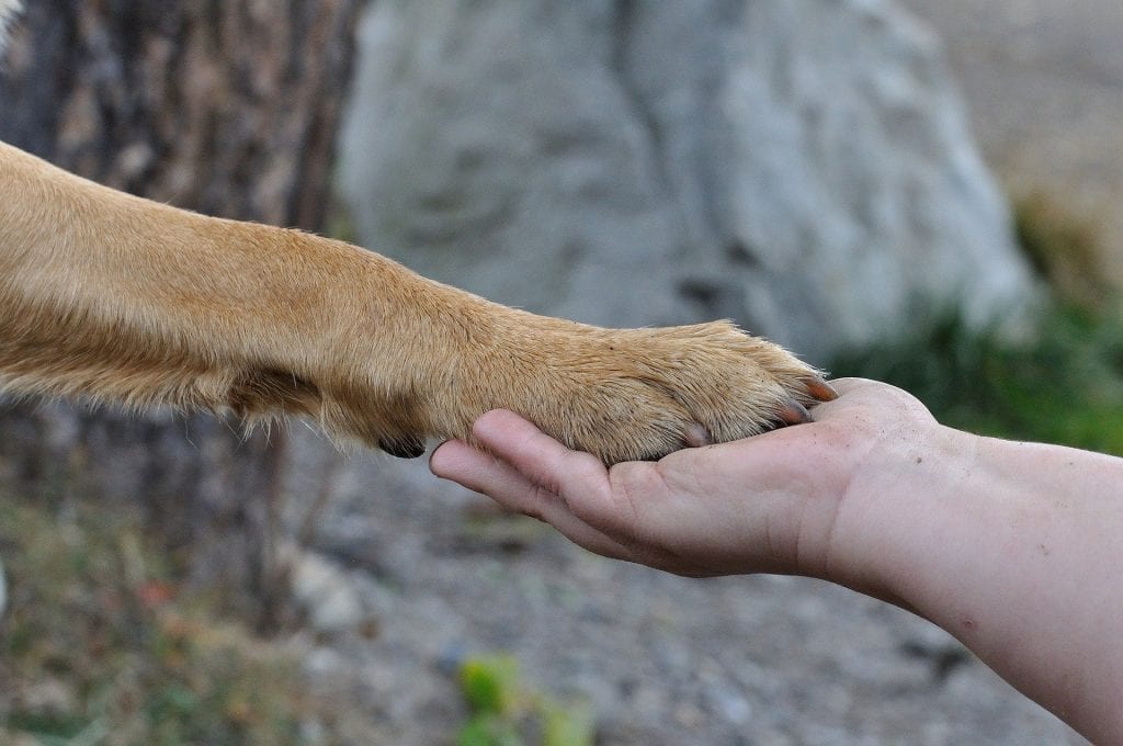 dog's-paw-in-a-man's-hand