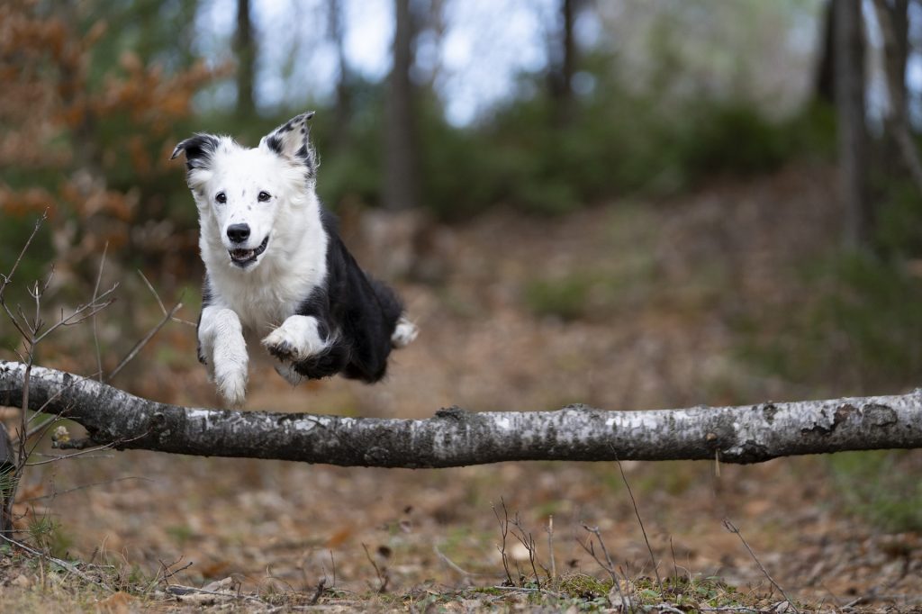energetic dog jumping a leaning tree in the woods